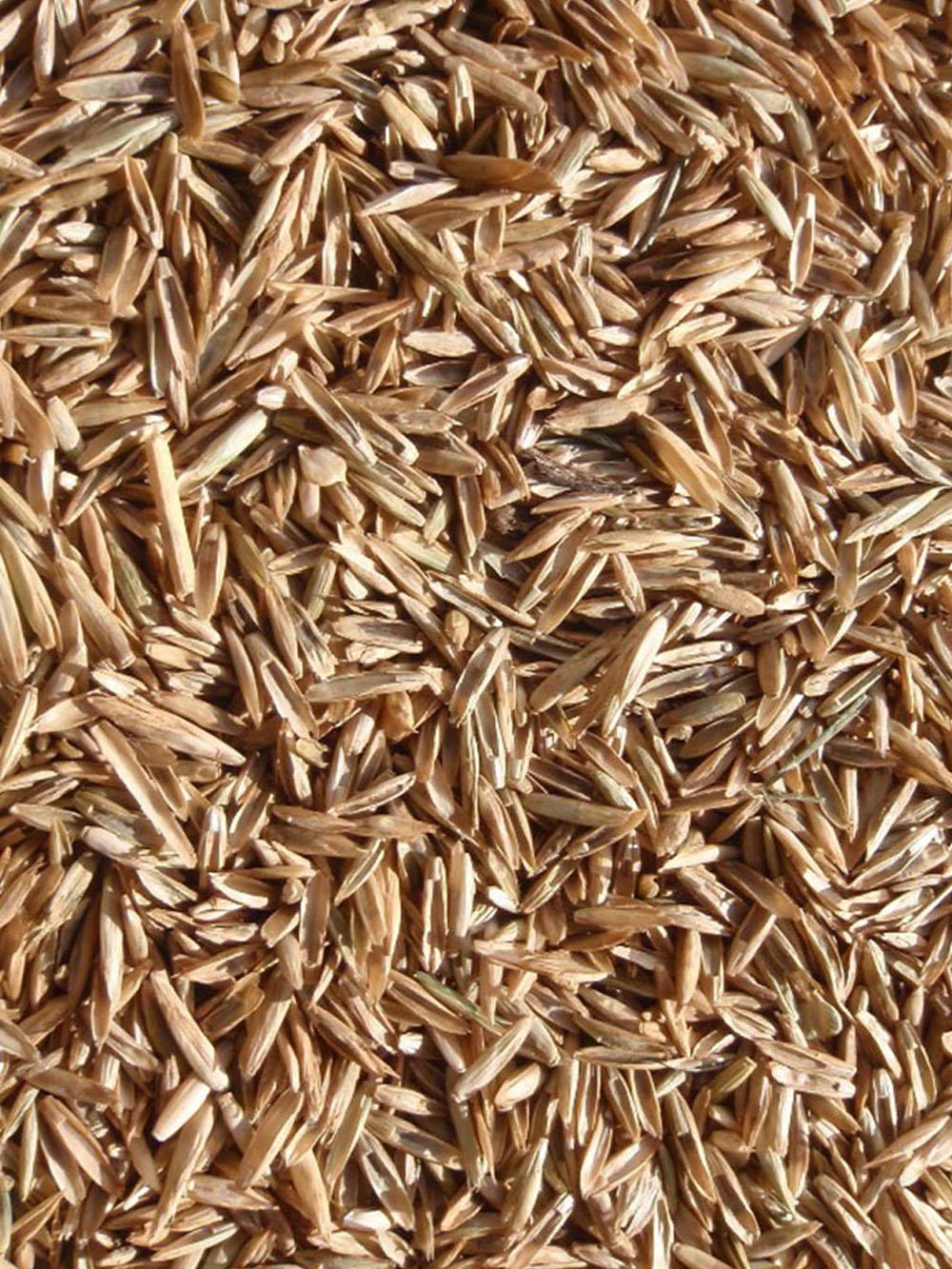 Tetraploid Annual Ryegrass